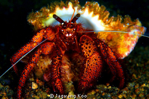 Crab by Jagwang Koo 